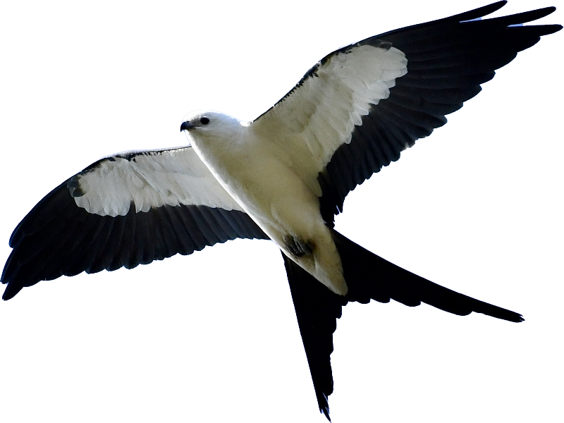 swallow_tailed_kite