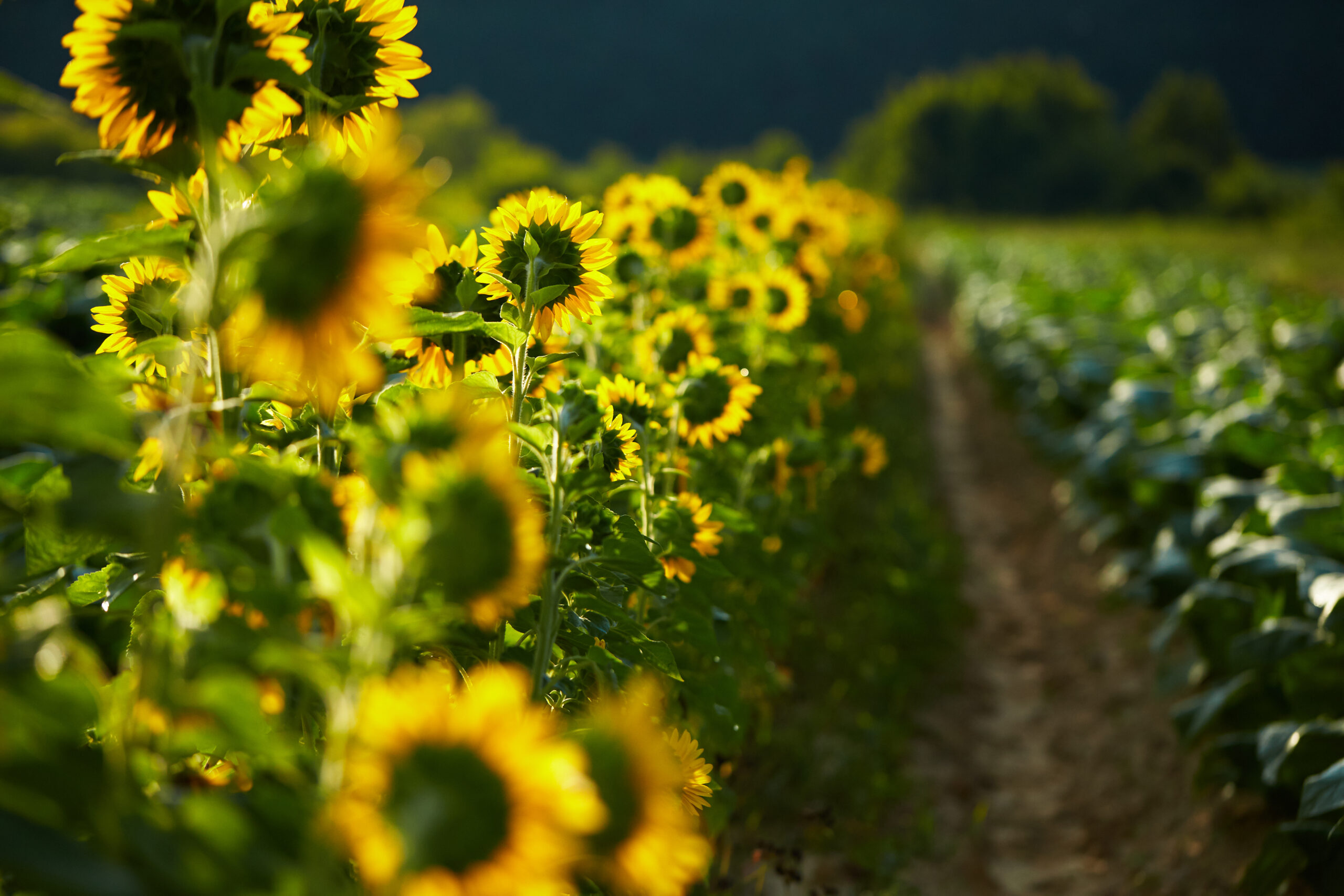 sunflowers