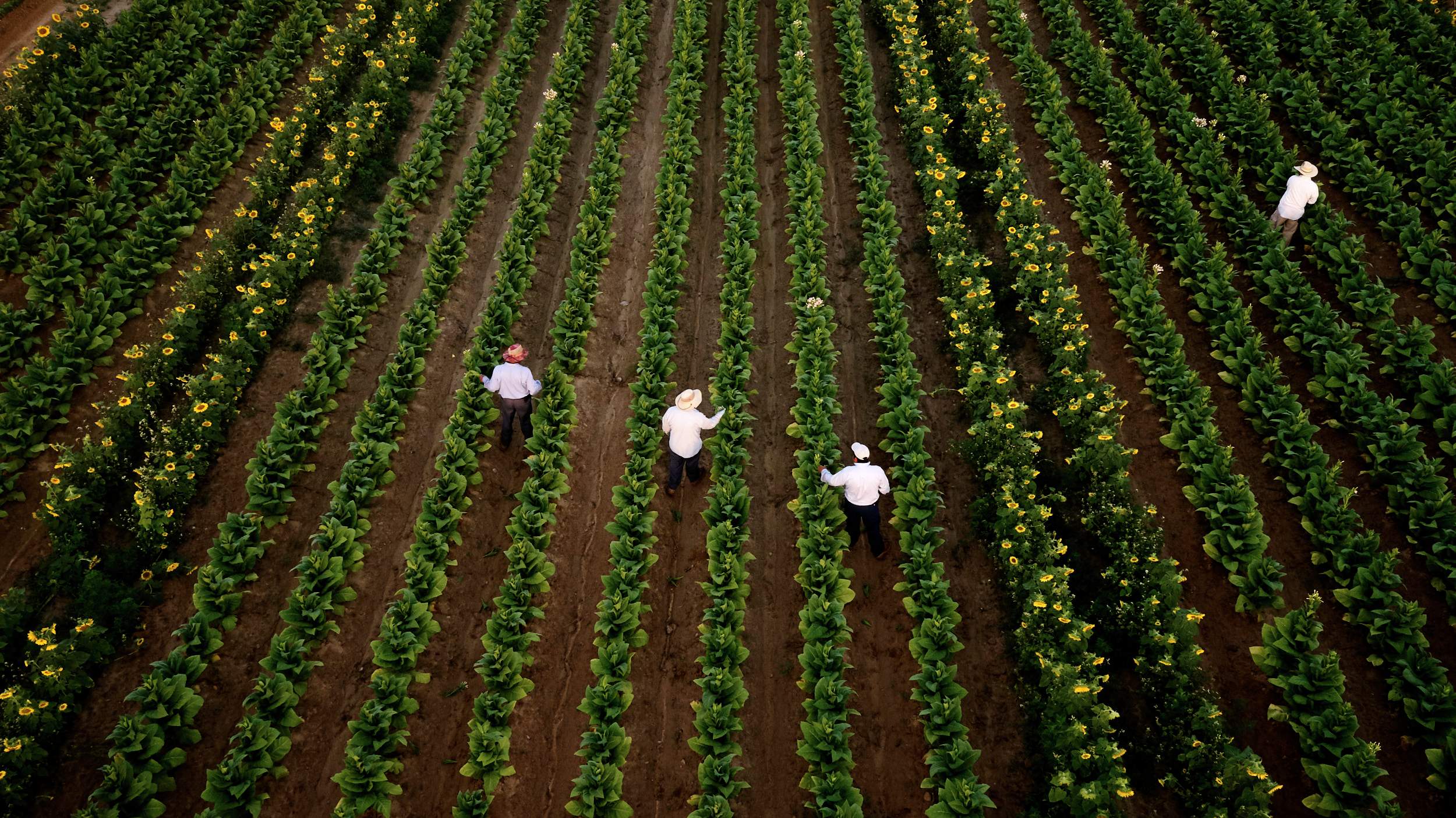 Sustainable Farming for U.S. Tobacco Farmers