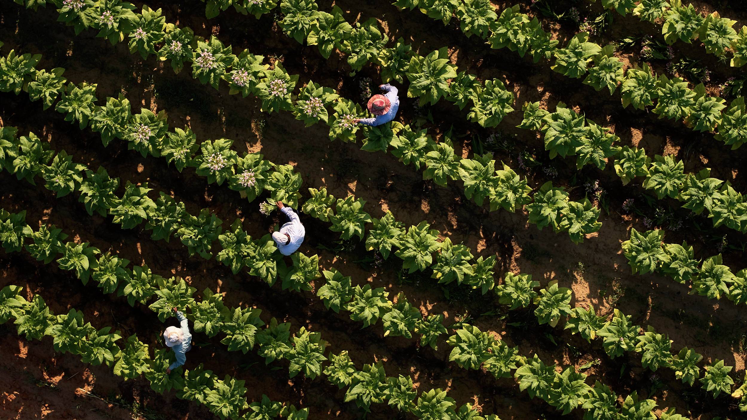 Farmers working in a field with crops.