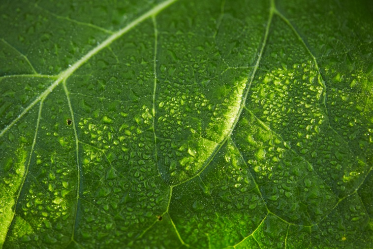 tobacco leaf with rain drops